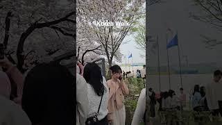 Beautiful Cherry Blossom View with beautiful faces #koreanstyle #koreawalk #shorts