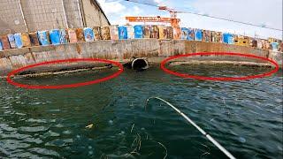 Behind the factories I found LOTS OF OCTOPUSES【ENG SUB】