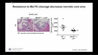 Atherosclerosis and non-alcoholic steatohepatitis