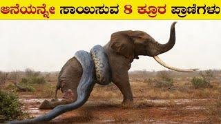 ಆನೆಯನ್ನೇ ಸಾಯಿಸುವ ಕ್ರೂರ ಪ್ರಾಣಿಗಳು  8 Animals That Can Kill an Elephant  Wild Animals Vs Elephant 