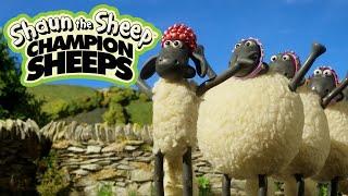 Synchronized Swimming  Championsheeps Games  Shaun the Sheep