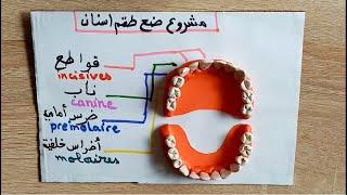 صنع اسنان بالعجين  مشروع صنع طقم أسنان بالعجينة   صنع مجسم سن وضرس -son3 asnan