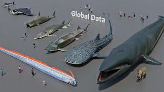 FISH Size Comparison 3D  3d Animation Size Comparison