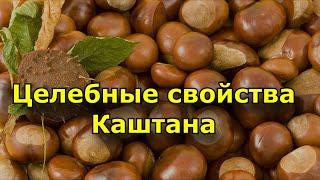 Целебные свойства каштана. И как его используют?