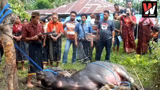 Sadis_Ritual Adat Manggarai Nusa Tenggara Timur