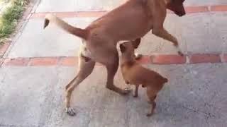 Dog mating desi vs Chihuahua