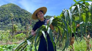 This plant looks like sugar cane.Have you ever eaten it?