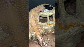 Leopard Gecko Lays Eggs