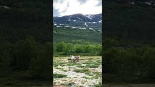 True Scandinavia Reindeer near High Mountain Road 