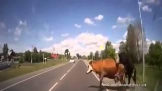 Man hits cows having sex on motorway