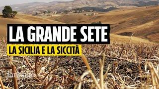 Siccità viaggio nella Sicilia della grande sete “Siamo costretti a macellare i nostri animali”