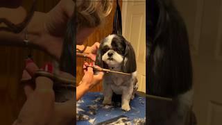 Dog Grooming for Beginners is my passion