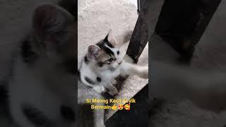 Si Meong Kecil Asyik Bermain