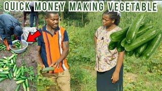 How To Make GH¢ 40000 Every Two Months From Cucumber Farming  Frenat Farms