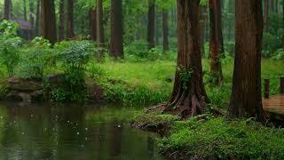 The beautiful forest is raining176  sleep relax meditate study work ASMR