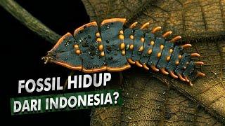 Serangga Misteri Yang Dijuluki Fosil Hidup  Trilobite Beetle Kumbang Trilobita