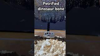 A very gemmy slice of petrified dinosaur bone cradled in a custom display stand