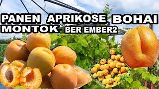 DI JERMAN PANEN BUAH APRICOT BER-EMBER2 DI SAWAH PRIBADI