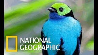 Wildlife Birds - Amazing Tropical Birds Nat Geo