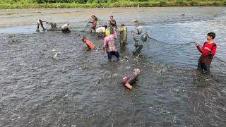 Serunya Panen Ikan Bandeng di Tambak bersama Keluarga