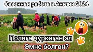 Англиядан качкын келетко  поляга эмнеге чуркашты??? Сезонная работа в Англии 2024