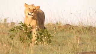 sub male lion carry branches video