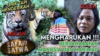 HARU DAN MENGERIKAN  Persahabatan Mulan dan Soleh Manusia dan Harimau  SAFARI SATWA