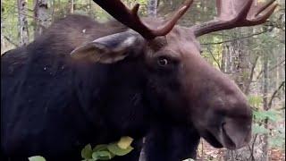 Watch mans close encounter with bull moose in Maine before it charges at him