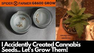 I Accidently Created Cannabis Seeds Lets Grow Them in this Spider Farmer G8600 Grow