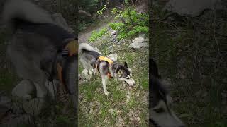 Impressive mountain spring runoff & hike with the dogs #hiking #mountains