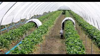 Thorvald driving autonomously in strawberry polytunnels