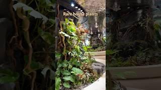 GORGEOUS Rare Plants Inside An ️ Airport Terminal
