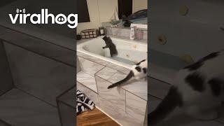 Curious Cat Falls Into Bathtub  ViralHog