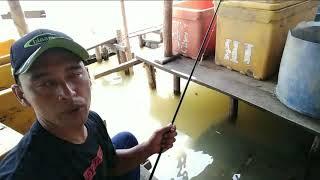 BUAT UMPAN IKAN TAWES MURAH TERBUKTI LANGSUNG STREK