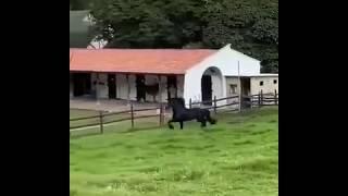 Friesian horse. Beautiful horse. Фризская лошадь  Animals Life