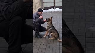 Воспитание щенка - умение отдавать предмет. Dog Training. Puppy. #germanshephered #животные