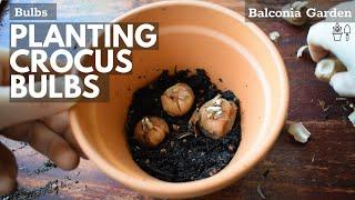 How to Plant Crocus Bulbs Corms Into Containers or Pots  Balconia Garden