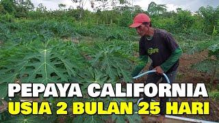 MELIHAT PERKEMBANGAN PEPAYA CALIFORNIA DI KEBUN INDES ‼️ USIA 2 BULAN 25 HARI SUDAH BERBUAH