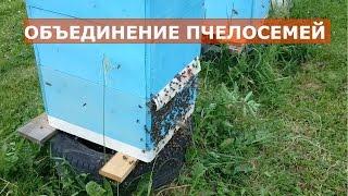 ОБЪЕДИНЕНИЕ ПЧЕЛОСЕМЕЙ ПЕРЕД ГЛАВНЫМ ВЗЯТКОМ