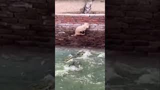 anjing kecil ini masuk di kolam buaya  #shorts