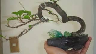 Bougainvillea shohin bonsai progression