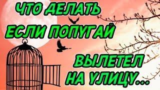 ЧТО ДЕЛАТЬ ЕСЛИ ВАШ ПОПУГАЙ ВЫЛЕТЕЛ НА УЛИЦУ  КАК ИСКАТЬ ПОПУГАЯ