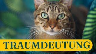 Traumdeutung Katze Was sich dahinter verstecken kann