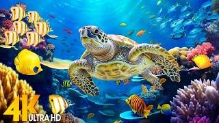 Ocean 4K - Sea Animals for Relaxation Beautiful Coral Reef Fish in Aquarium4K Video Ultra HD #140