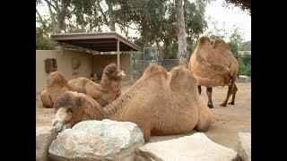 Are zoos that keep camels cruel?  Watch and see... جمل