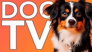 Dog TV TV Entertainment for Dogs with Separation Anxiety BALI INDONESIA