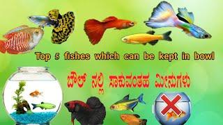 ಬೌಲ್ ನಲ್ಲಿ ಸಾಕಬಹುದಾದ ಮೀನುಗಳು. Top 5 aquarium fish which can be kept in bowl