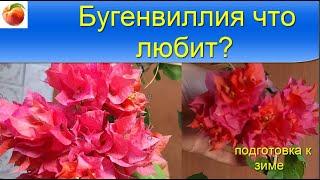 Бугенвиллия Что надо для постоянного цветения Bougainvillea дома Подготовка к зиме Уход