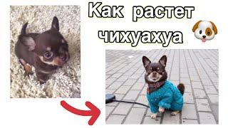 Щенок чихуахуа от 3 недель до 3 лет. Chihuahua puppy from 3 weeks up to 3 years