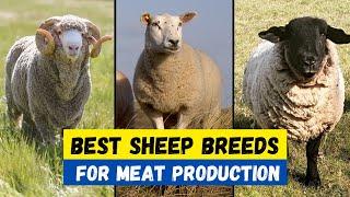 Top 10 Best Sheep Breeds for Meat Production  Best Sheep Breeds
